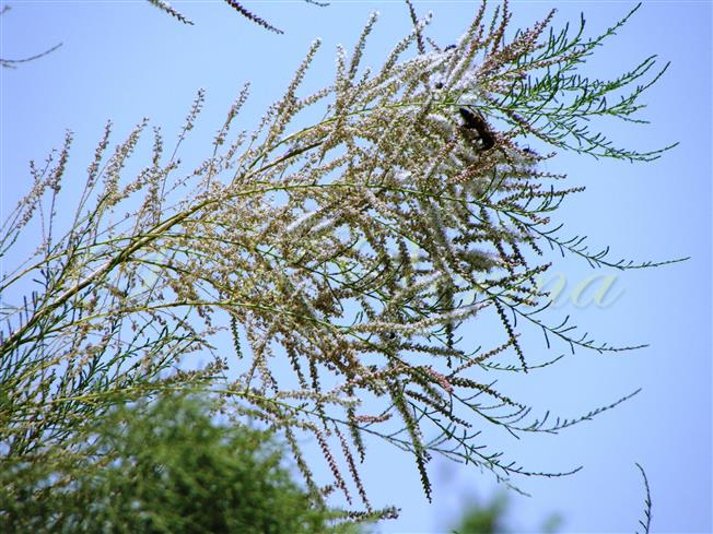  Panicle